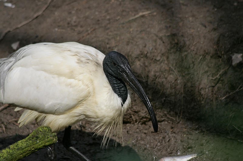 Fotoclubje Blijdorp 2008-140.jpg